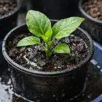 miksi-munakoison-taimet-ruukuissa-kuivuvat-ja-kuinka-saada-ne-nopeasti.png