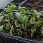 miksi-paprikan-taimet-kuivuvat-varjossa-ja-kuinka-nopeasti-elvyttaa-taimet.png