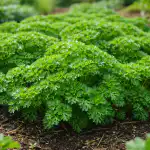 paksua-ja-tuoksuvaa-persiljaa-puutarhasangyssa-ilman-pitkaa-odotusta.png