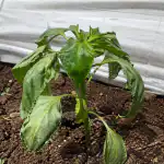saastamme-paprikan-taimet-kuivumiselta-kevatmaassa-hyvaksi-havaituilla-menetelmilla.png